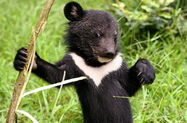 خرس سیاه بلوچی,اخبار علمی,خبرهای علمی,طبیعت و محیط زیست