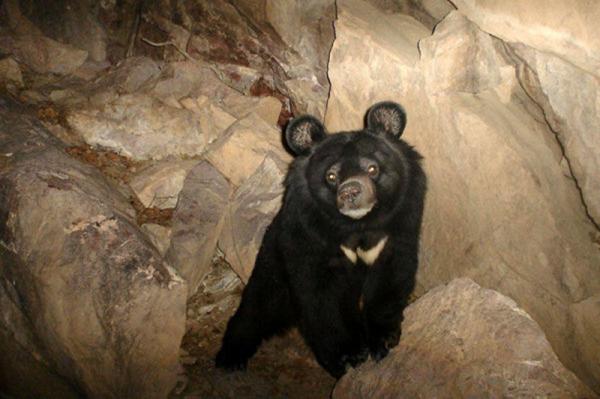 خرس سیاه بلوچی,اخبار علمی,خبرهای علمی,طبیعت و محیط زیست