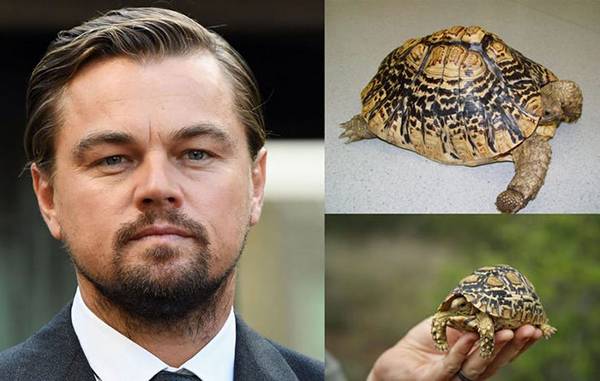 گران‌ترین حیوانات خانگی ستاره‌های هالیوود,اخبار هنرمندان,خبرهای هنرمندان,اخبار بازیگران