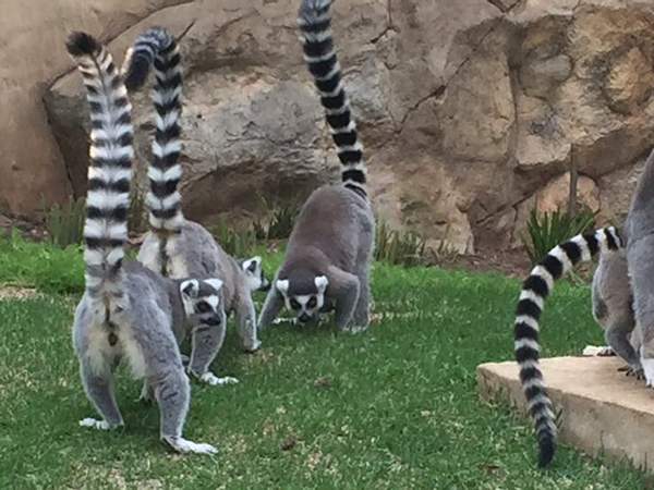 گران‌ترین حیوانات خانگی ستاره‌های هالیوود,اخبار هنرمندان,خبرهای هنرمندان,اخبار بازیگران