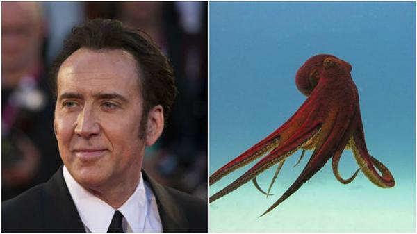 گران‌ترین حیوانات خانگی ستاره‌های هالیوود,اخبار هنرمندان,خبرهای هنرمندان,اخبار بازیگران