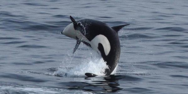 نهنگ قاتل,اخبار علمی,خبرهای علمی,طبیعت و محیط زیست
