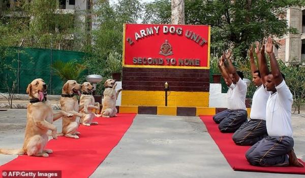 حرکات کششی افسران هندی و سگ های تعلیمی در جلسه یوگا,اخبار جالب,خبرهای جالب,خواندنی ها و دیدنی ها