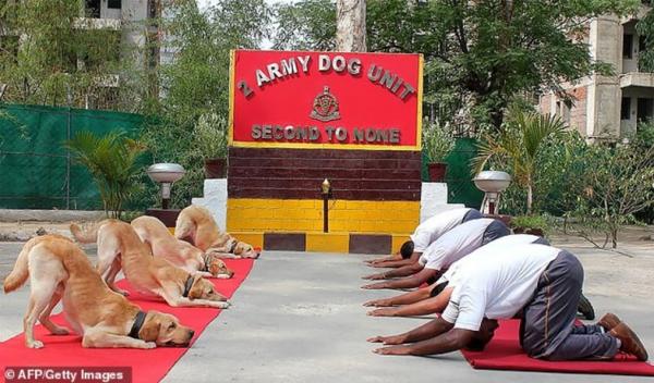 حرکات کششی افسران هندی و سگ های تعلیمی در جلسه یوگا,اخبار جالب,خبرهای جالب,خواندنی ها و دیدنی ها