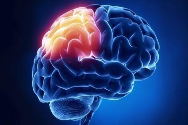 مغز مغز,اخبار پزشکی,خبرهای پزشکی,تازه های پزشکی