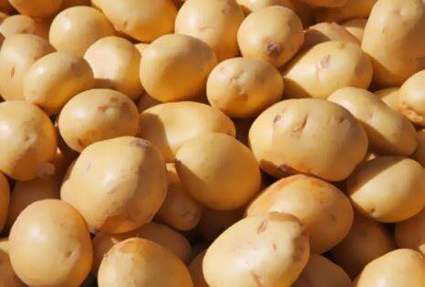 سیب زمینی,اخبار اقتصادی,خبرهای اقتصادی,کشت و دام و صنعت