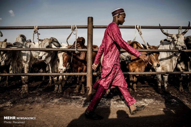 تصاویر دامپروری در نیجریه‎,عکس های دیدنی از جهان,تصاویر مردم نیجریه