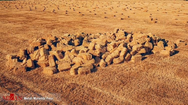 تصاویر برداشت گندم در مازندران,عکس های برداشت گندم,تصاویر مازندران