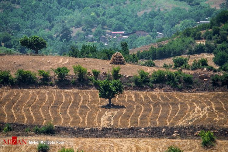 تصاویر برداشت گندم در مازندران,عکس های برداشت گندم,تصاویر مازندران