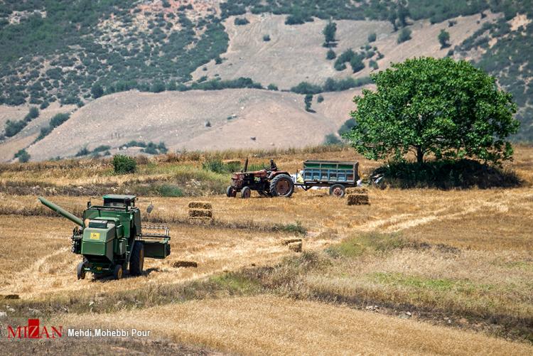 تصاویر برداشت گندم در مازندران,عکس های برداشت گندم,تصاویر مازندران