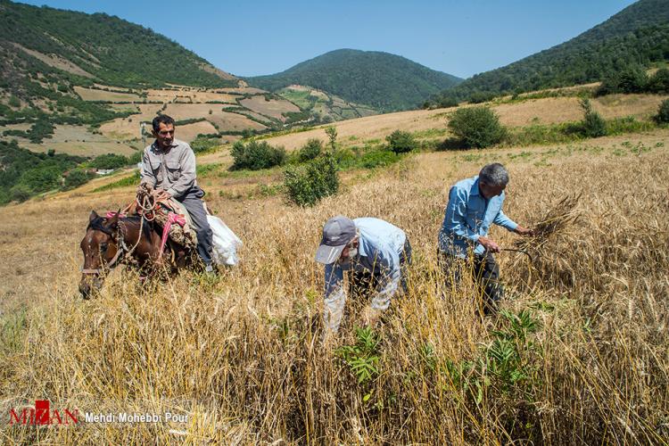 تصاویر برداشت گندم در مازندران,عکس های برداشت گندم,تصاویر مازندران