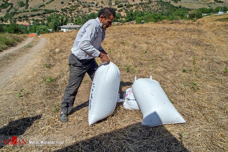 تصاویر برداشت گندم در مازندران,عکس های برداشت گندم,تصاویر مازندران