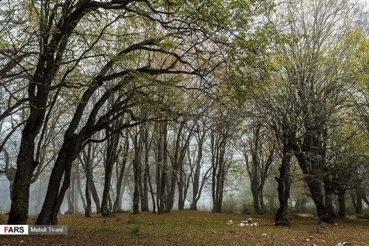 تصاویر جنگل های هیرکانی ایران, تصاویر دومین اثر بزرگ طبيعی ایران,تصاویر جنگل های هیرکانی