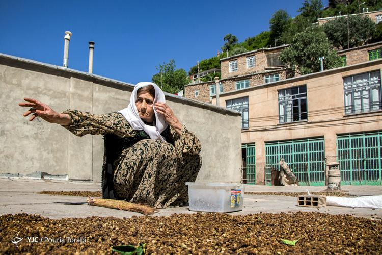 تصاویر دیدنی از کردستان,عکس های جالب از توت خشک های کردستان,تصاویر طبیعت استان کردستان