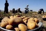 قیمت سیب زمینی,اخبار اقتصادی,خبرهای اقتصادی,کشت و دام و صنعت