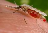 کنترل مالاریا با بوتاکس,اخبار حوادث,خبرهای حوادث,حوادث طبیعی