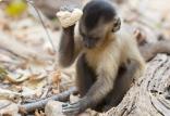 میمون‌های کاپوچین,اخبار علمی,خبرهای علمی,طبیعت و محیط زیست