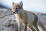 روباه‌های قطبی,اخبار جالب,خبرهای جالب,خواندنی ها و دیدنی ها