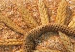 سبوس گندم,اخبار اقتصادی,خبرهای اقتصادی,کشت و دام و صنعت