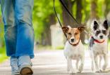 ممنوعیت سگ گردانی و سگ بازی در اراک,اخبار اجتماعی,خبرهای اجتماعی,حقوقی انتظامی