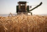 گندم,اخبار اقتصادی,خبرهای اقتصادی,کشت و دام و صنعت
