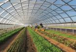 گلخانه,اخبار اقتصادی,خبرهای اقتصادی,کشت و دام و صنعت