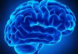 استفاده از BrainNet برای ایجاد ارتباط بین چند مغز,اخبار علمی,خبرهای علمی,پژوهش
