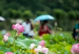 کشف منطقه فسیلی گیاهان گلدار در چین,اخبار جالب,خبرهای جالب,خواندنی ها و دیدنی ها