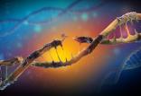 DNA آسیب دیده,اخبار پزشکی,خبرهای پزشکی,تازه های پزشکی