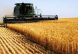 برداشت گندم,اخبار اقتصادی,خبرهای اقتصادی,کشت و دام و صنعت