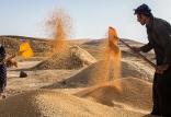 برداشت گندم,اخبار اقتصادی,خبرهای اقتصادی,کشت و دام و صنعت