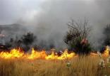 آتش سوزی جنگل ها,اخبار اجتماعی,خبرهای اجتماعی,محیط زیست