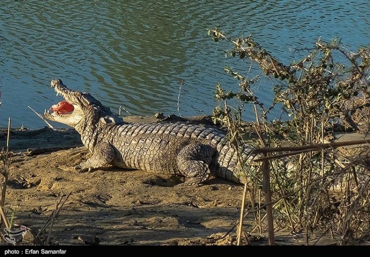 تصاویر تمساح پوزه کوتاه,عکس های حیات وحش,تصاویر تمساح گاندو