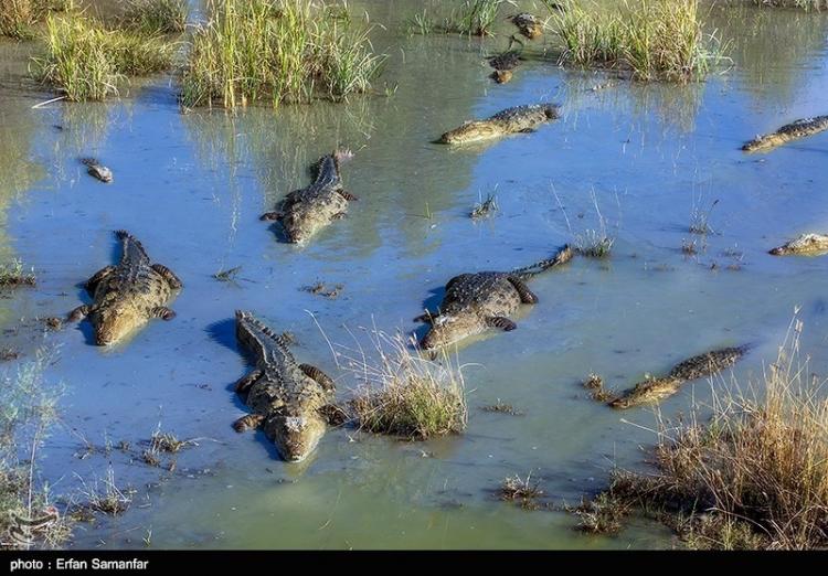 تصاویر تمساح پوزه کوتاه,عکس های حیات وحش,تصاویر تمساح گاندو