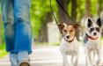 ممنوعیت سگ گردانی و سگ بازی در اراک,اخبار اجتماعی,خبرهای اجتماعی,حقوقی انتظامی