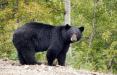 خرس سیاه,اخبار جالب,خبرهای جالب,خواندنی ها و دیدنی ها