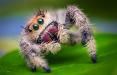 عجیب ترین عنکبوت های جهان,اخبار جالب,خبرهای جالب,خواندنی ها و دیدنی ها