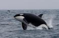 عکس شکار نهنگ در ژاپن‎,تصاویری از شکار نهنگ در ژاپن‎,عکس های شکار کردن نهنگ توسط مردم ژاپن
