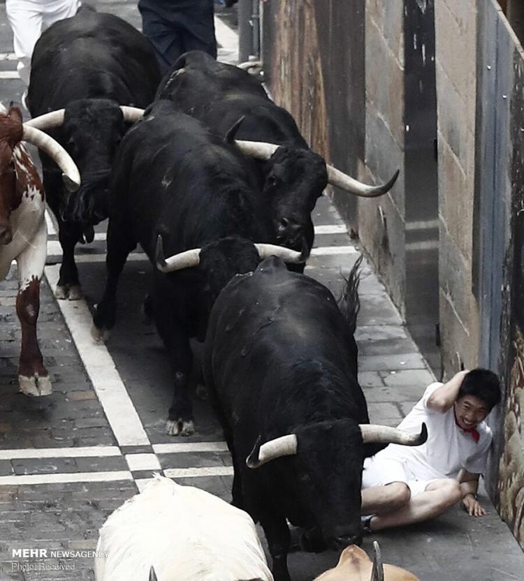 تصاویر جشنواره سان فرمین در اسپانیا‎,عکس های جشنواره سان فرمین در اسپانیا‎,تصاویر جشنواره سان فرمین