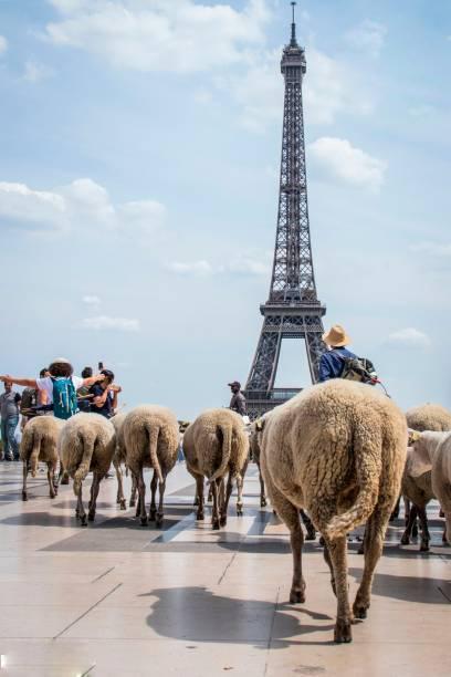 تصاویر گشت و گذار گوسفندان در پاریس,عکس های پاریس گردی گوسفندان,تصاویر گشت و گذار گوسفندان در برج ایفل