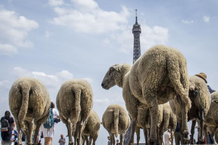تصاویر گشت و گذار گوسفندان در پاریس,عکس های پاریس گردی گوسفندان,تصاویر گشت و گذار گوسفندان در برج ایفل