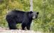 خرس سیاه,اخبار جالب,خبرهای جالب,خواندنی ها و دیدنی ها