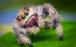 عجیب ترین عنکبوت های جهان,اخبار جالب,خبرهای جالب,خواندنی ها و دیدنی ها