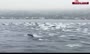 فیلم/ جست‌و‌خیز بیش از یکصد دلفین در آب‌های سواحل کالیفرنیا