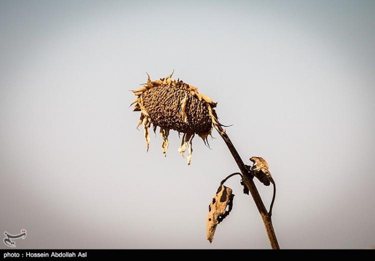 تصاویر برداشت گل آفتاب گردان در خرمشهر,عکس های برداشت گل آفتابگردان,تصاویر نحوه برداشت گل آفتابگردان