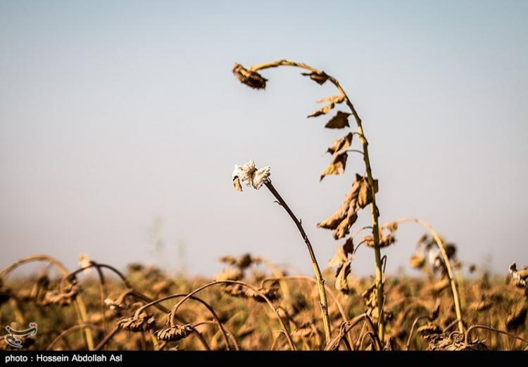 تصاویر برداشت گل آفتاب گردان در خرمشهر,عکس های برداشت گل آفتابگردان,تصاویر نحوه برداشت گل آفتابگردان