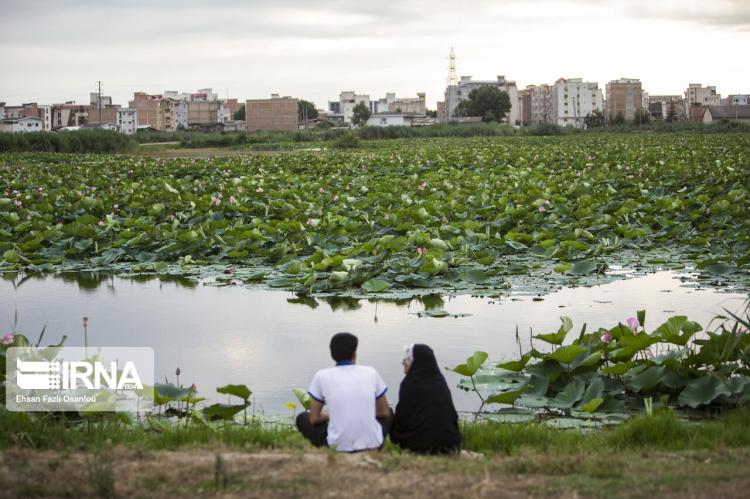 تصاویر تالاب نیلوفر آبی بابل,عکس های تالاب نیلوفر آبی بابل,تصاویر بزرگترین تالاب های محدوده ی مازندران