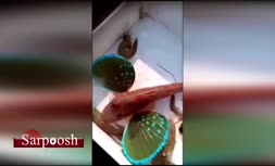فیلم/ ماهی منحصر به فردی که بالهایی شبیه به پروانه دارد 