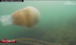 فیلم/ کشف عروس دریایی به اندازه یک انسان