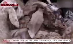 فیلم/ سکانس جنجالی سریال «آچمز»